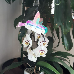 Colibri-qui-butine-Louise-601
