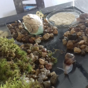 Vivarium-Escargot-Emma-502