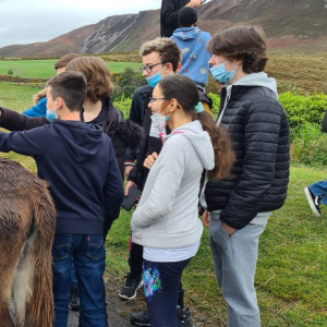 Jour 3 : Ring of Kerry et Sheep farm